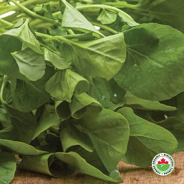 West Coast Seeds Cress Seeds